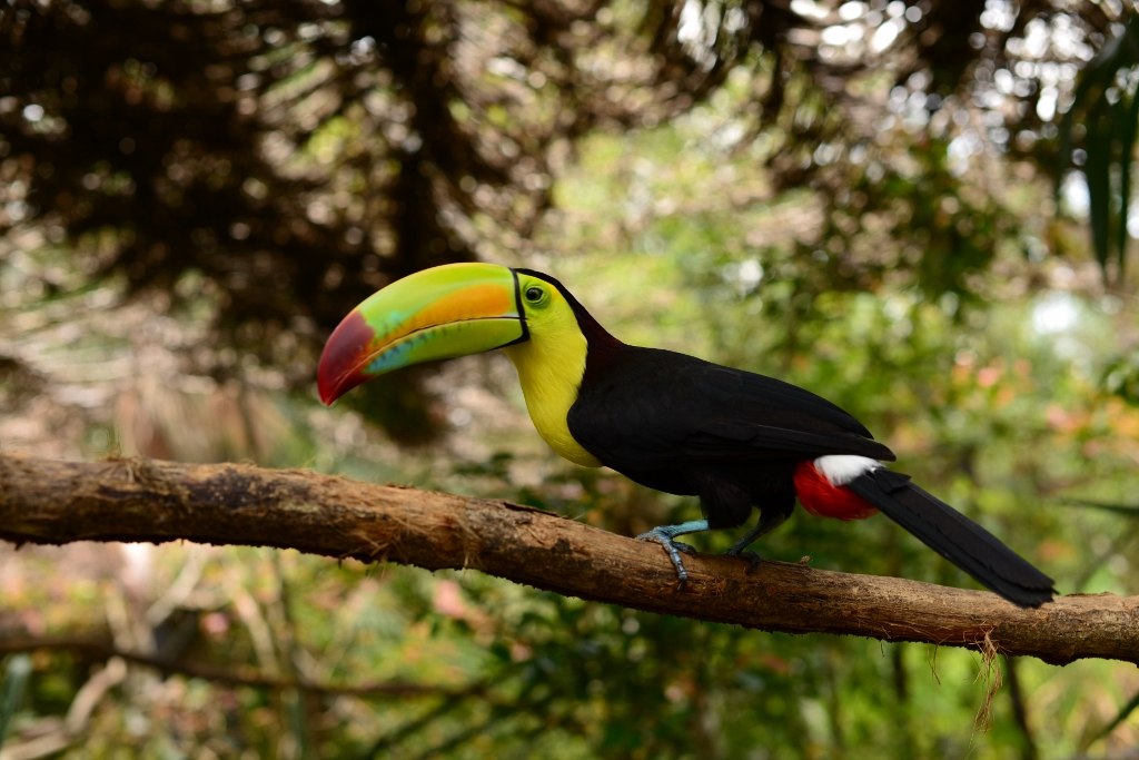 A colorful toucan on a tree - Belize Yacht Charter Activities 