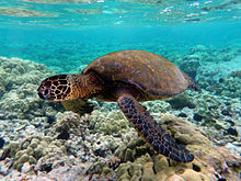 Look for a Green Turtle while snorkeling