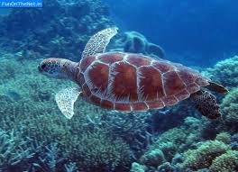 Swim with green turtles in the Tobago Cays