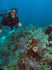 Diving while on a Bahamas Yacht Charter