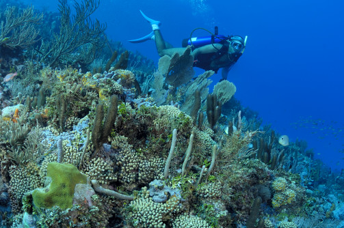 Horse Shoe Reef on Anegada