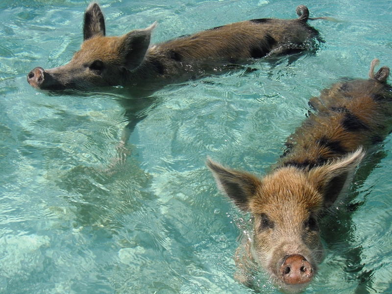 swimming pigs on Big Major Cay in the Exumas