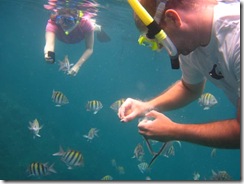 Snorkeling in the Virgin Islands