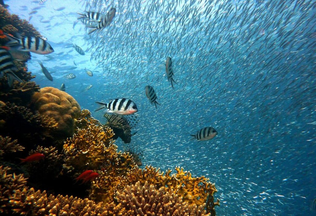 Coral reef and tropical fish you might see close to Buck island, St Croix. On your St-Thomas to St-Croix to St-Thomas Itinerary 