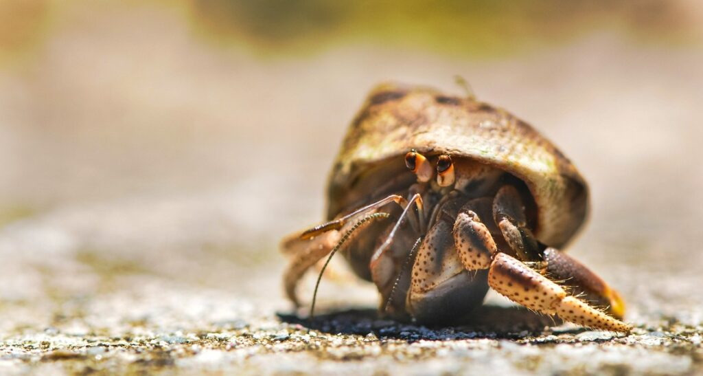 hermit crab racing, 5 Unique Family Charter-Activities
