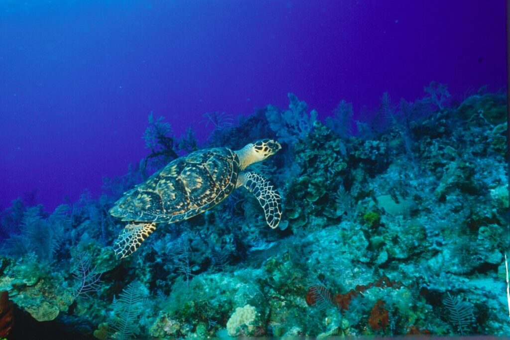 Swim with sea turtles in the SVI