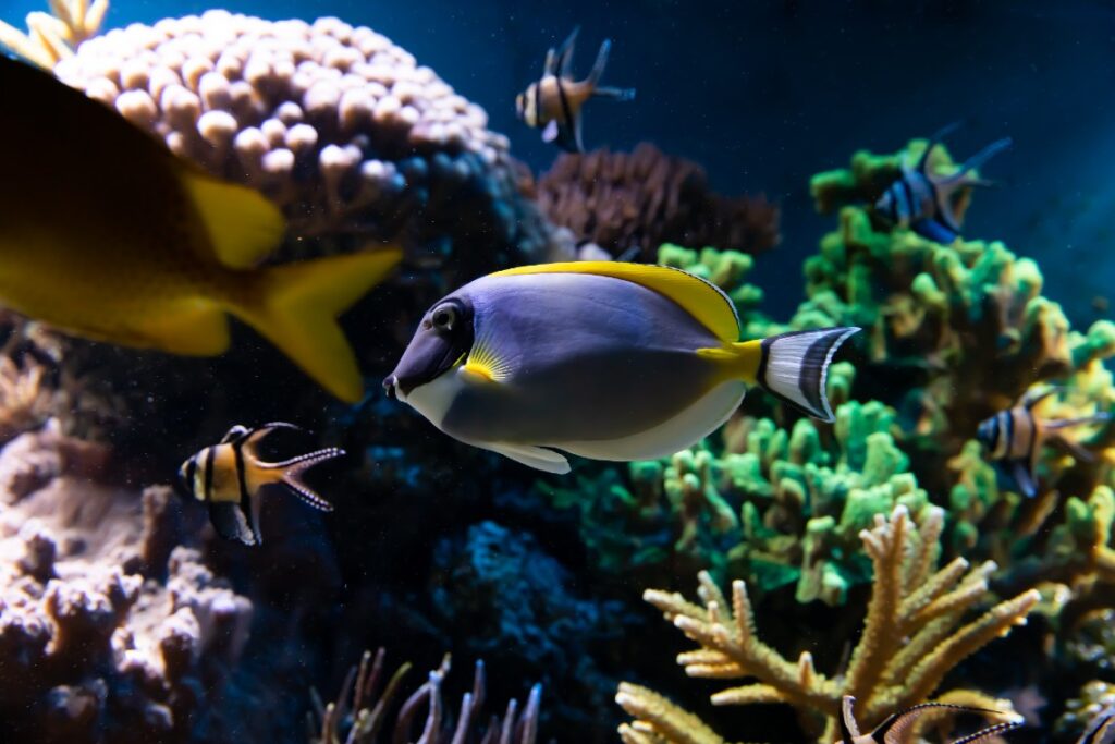Tropical Fish, see them while snorkeling around Nevis   Photo credit Max Letek, Unsplash 
