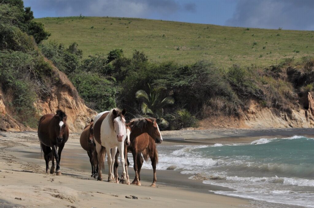 Feral horses on the beach of Vieques