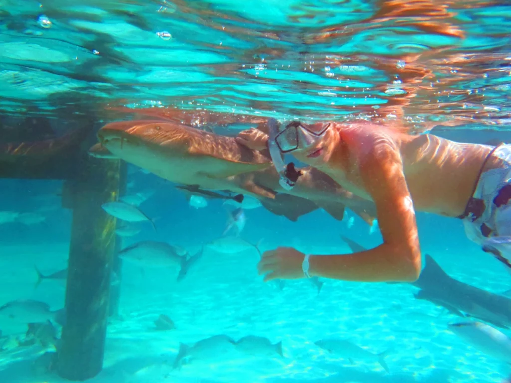 one of our guests enjoy swimming with sharks in BVI