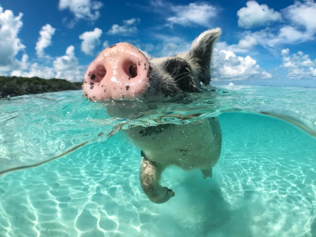 Pig Beach - one of the best beaches in the Bahamas