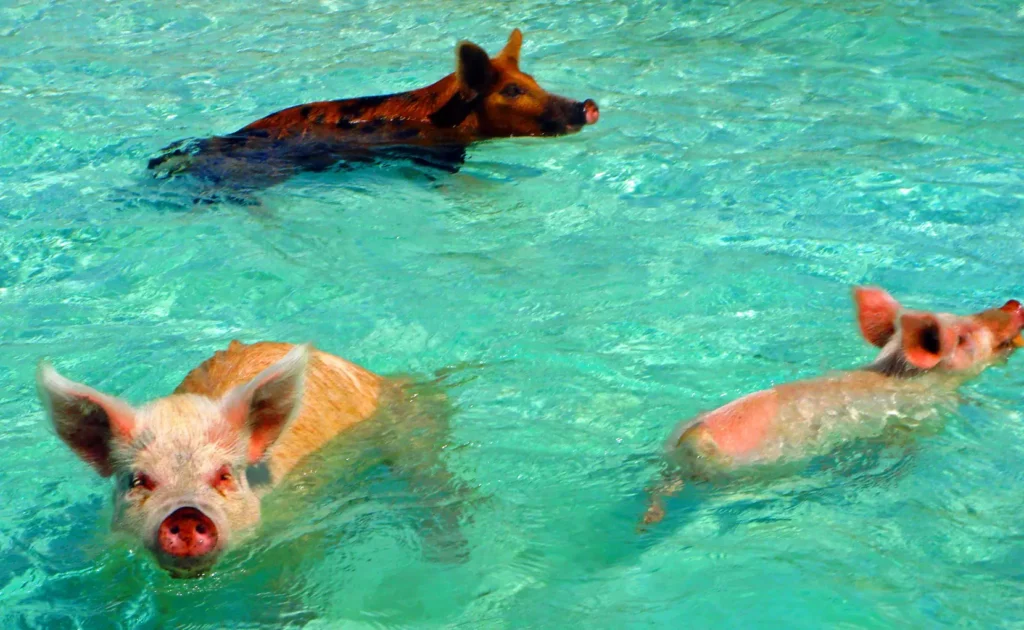 The famous "swimming pigs"  - Exumas Bahamas Yacht Charter Itinerary