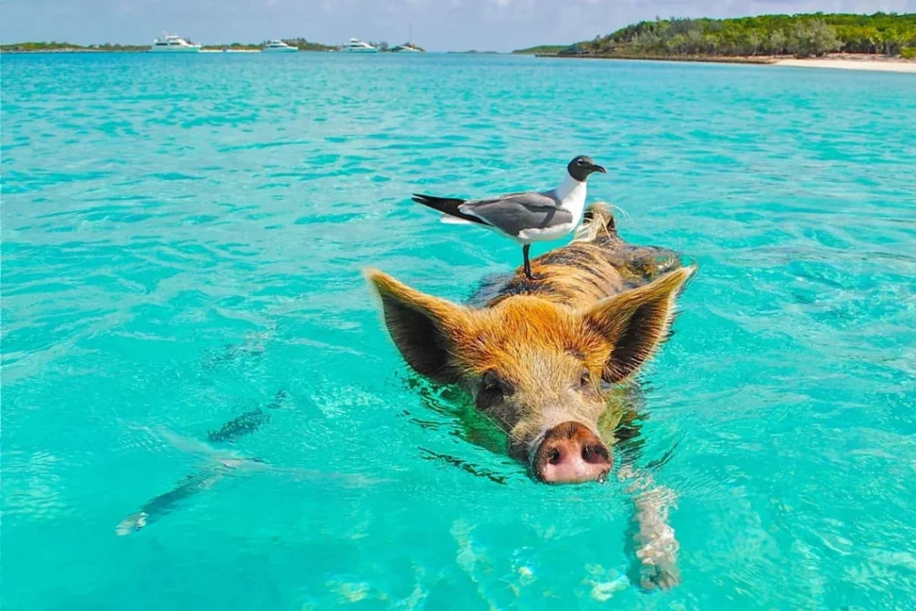 Swimming Pig in Staniel Cay Bahamas